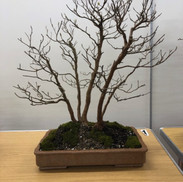 MK Bonsai Meeting March 2022 6.jpeg