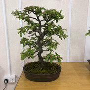 MK Bonsai April 2022 7.jpeg