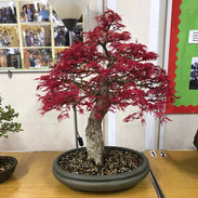 MK Bonsai April 2022 5.jpeg