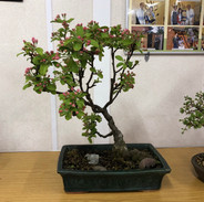 MK Bonsai April 2022 6.jpeg