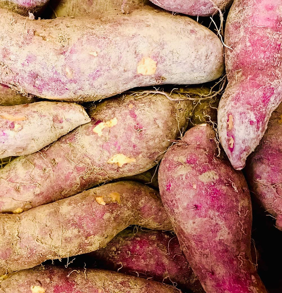 小豆島伊喜末サツマイモ「紅あずま」