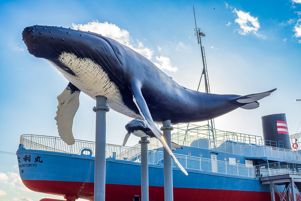 ae5f9e_b9709d23d8df4d5d83ab1e2