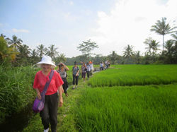 walk through paddys.jpg