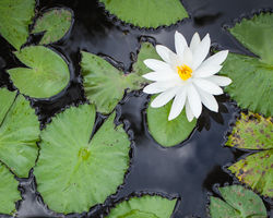 Lily Pond Heather Bonker.jpg