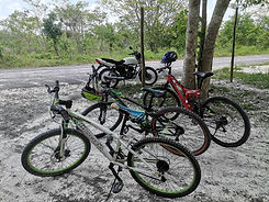 Bicicletas en Calakmul