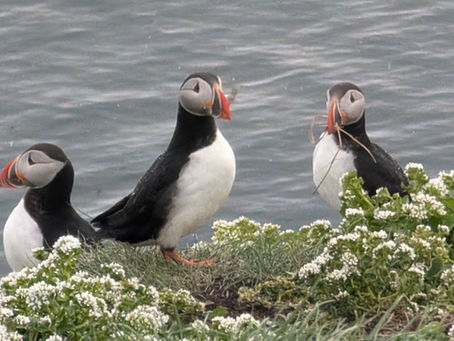 Puffins in Drangey island