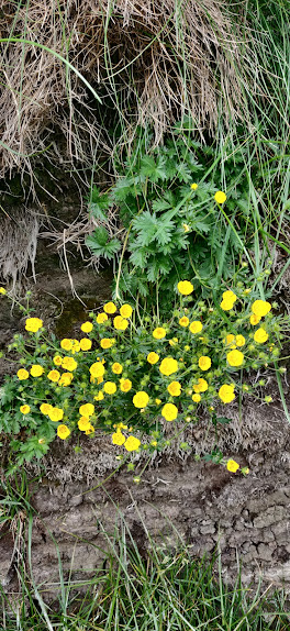 Wild flower in the wall