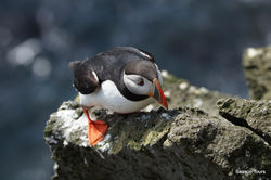 Puffin