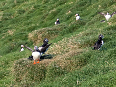 Vestmannaeyjar - Westman islands