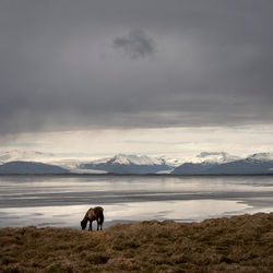 Icelandic Horse