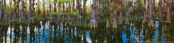 Cypress Reflections