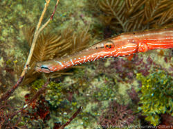 ©2016 Peter Lorber/Courtenay Gilbert