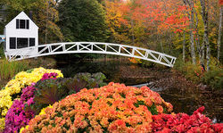 © Peter Lorber & Courtenay Gilbert