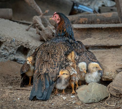 Chicken with Chicks, Viñales, Cuba