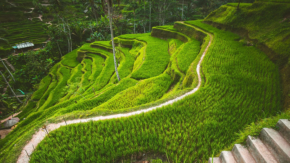 Green gardens in Bali