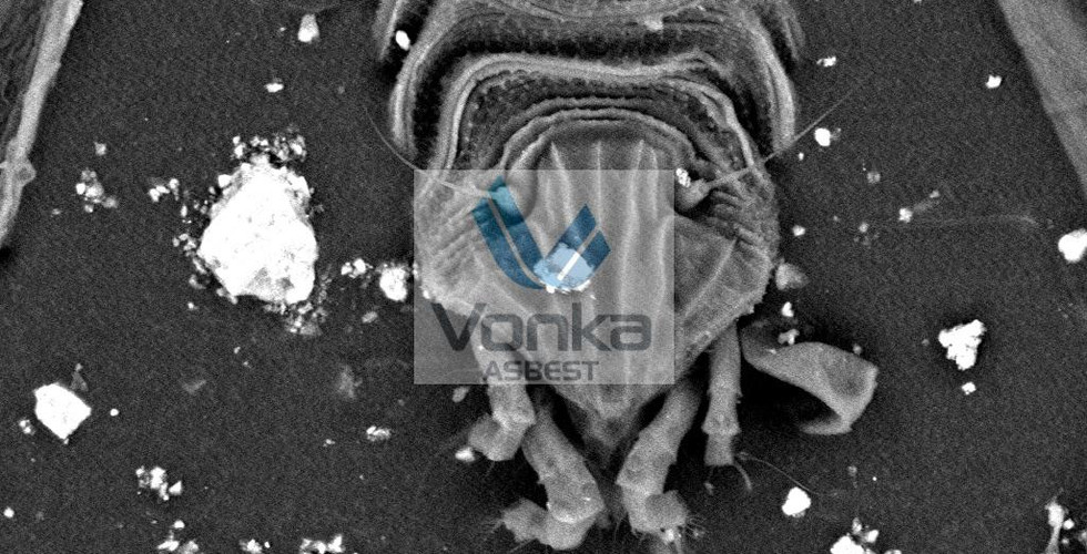 Taramalı elektron mikroskobu görüntüsü: Fosil kalıntıları