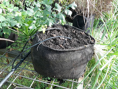 jardin.jpg