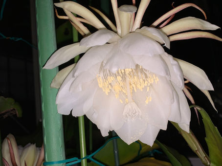 一夜限定 月下美人の花が咲きました