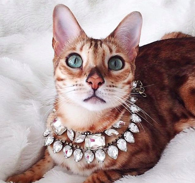 Jacksonville FL's BEST pet sitter dog walker cat sitter