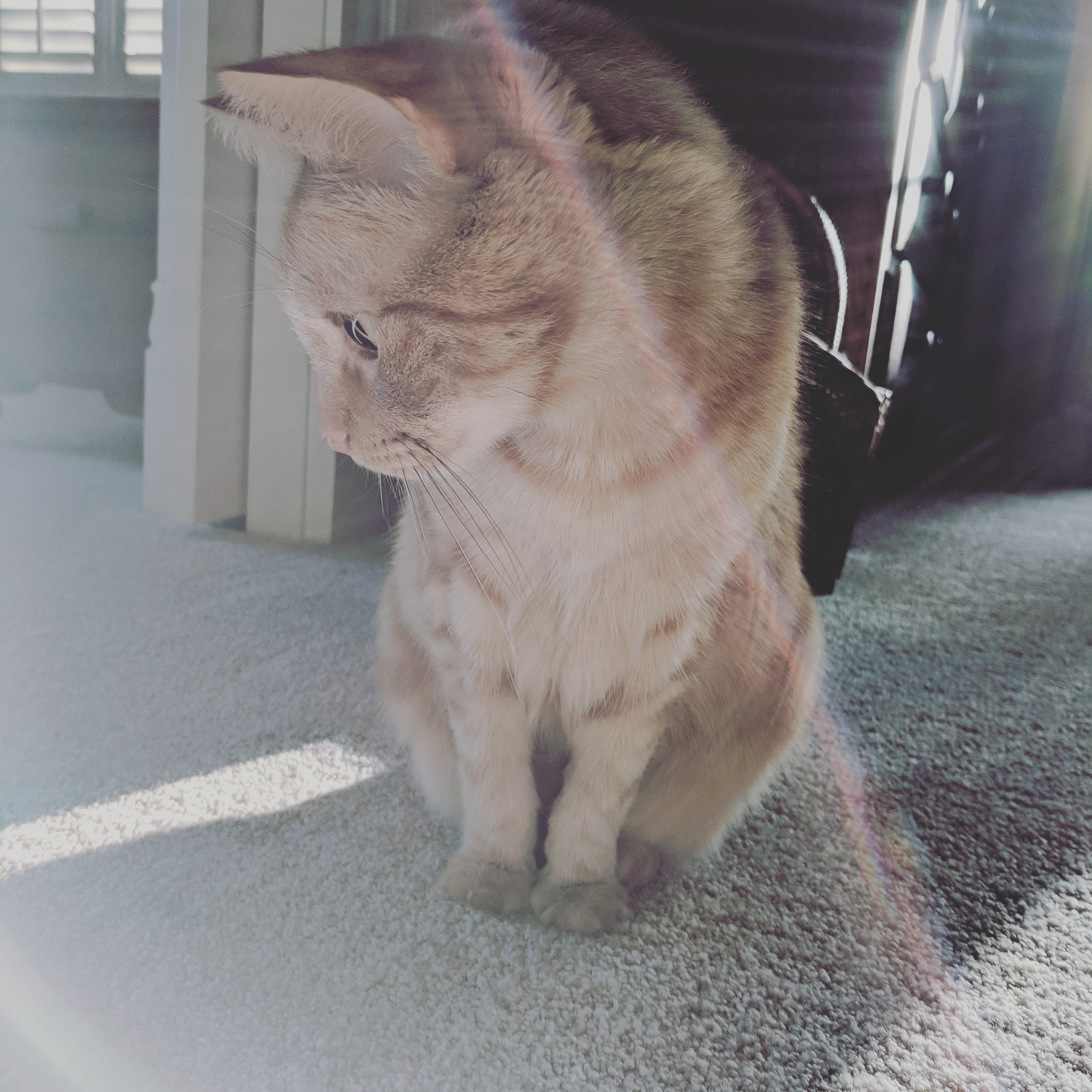 DYLAN