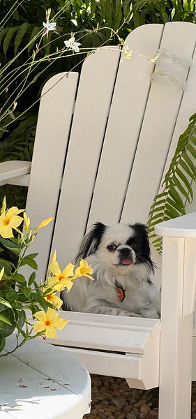 Mavis, a ting dog, relaxing in an Adirondack chair under the garden canopy during a Saturday luxury boarding stay in Murray Hill, Jacksonville