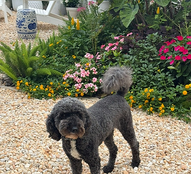 Bentley, a small boarding dog, relaxing in the sunshine and enjoying time with his friends during his luxury dog boarding vacation at Greenwich Canine Concieere in Murray Hill, Jacksonville, Florida