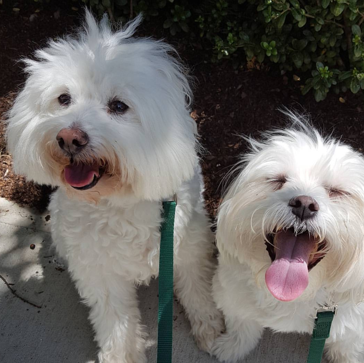 TOOTSIE & SCOOTER