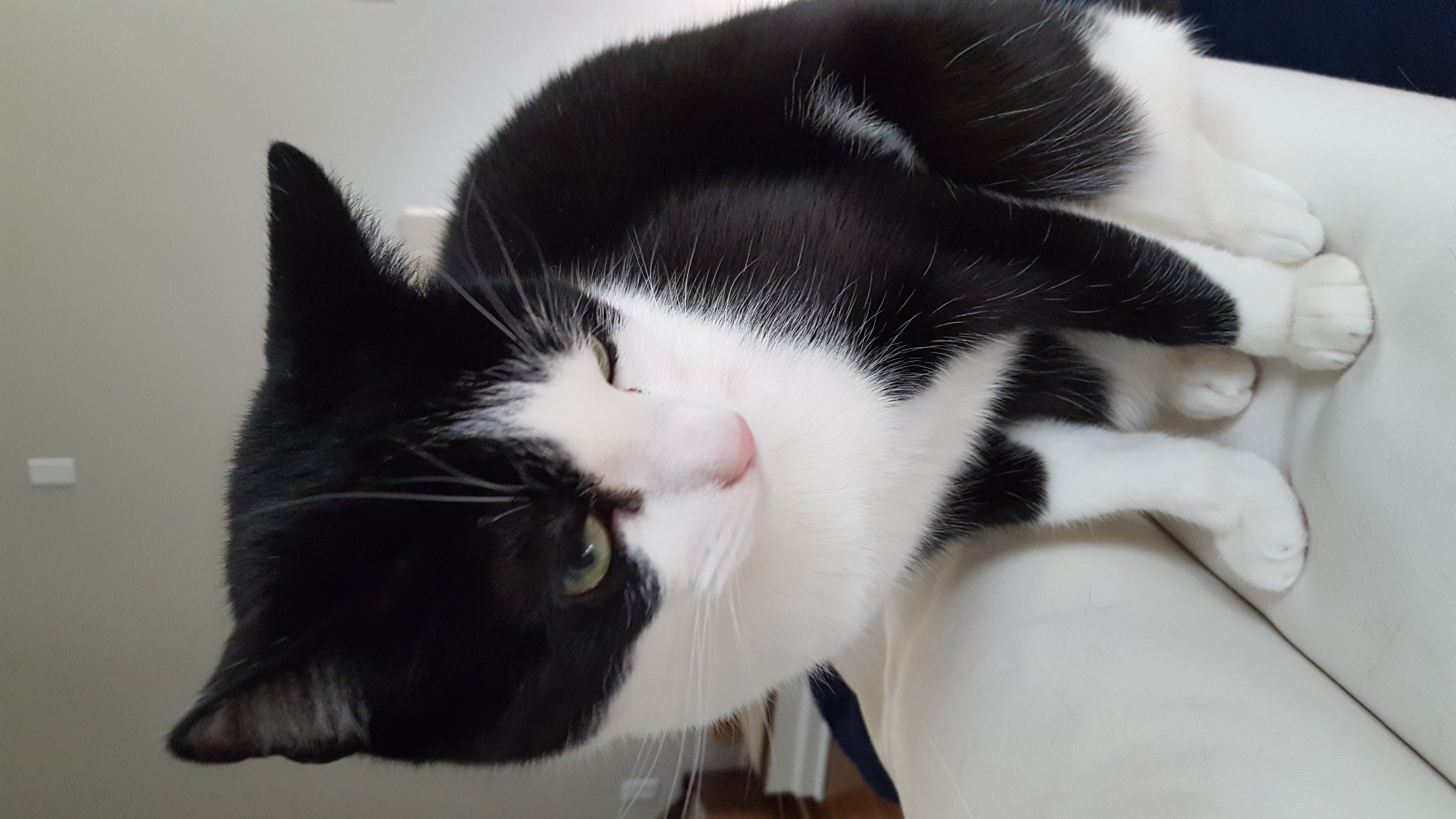 OREO