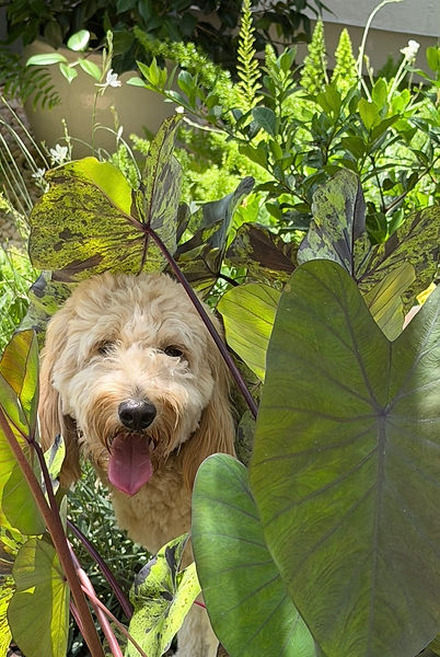 Rosie, a Goldendoodle, exploring the lush gardens and searching for lizards during outdoor enrichment at our small dog daycare in Murray Hill, Jacksonvill , Florida