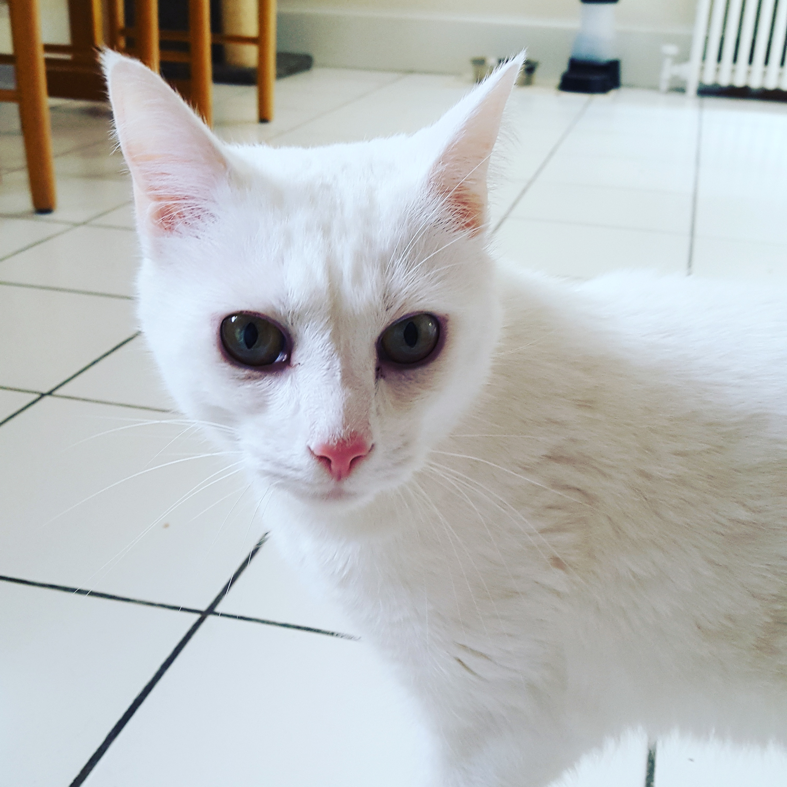 LEO
