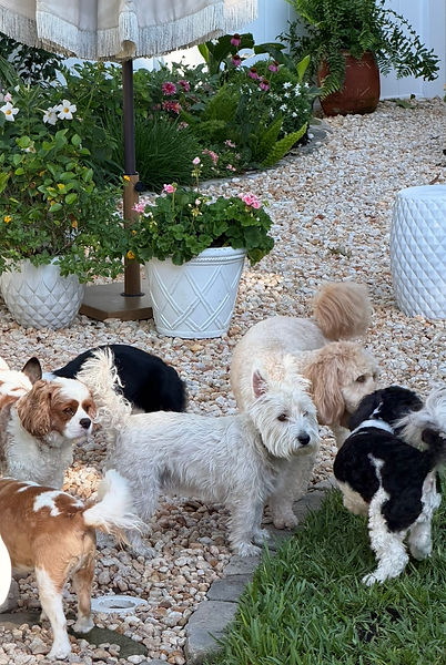 Happy group of small dogs arriving for daycare after pickup and greeting their friends at our home-based small dog daycare in Murray Hill, Jacksonville, Florida