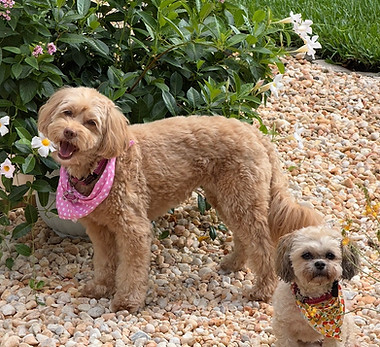 Two dog sisters enjoying weekly daycare and luxury dog boarding stays at Greenwich Canine Concierge in Murray Hill, Jacksonville, Florida , where they are frequent visitors and familiar friends.