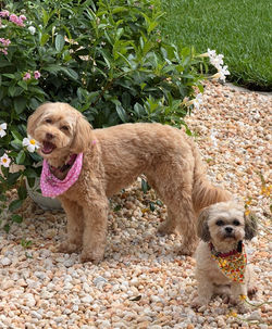 Bailey & Ruby having fun at Dog Daycare