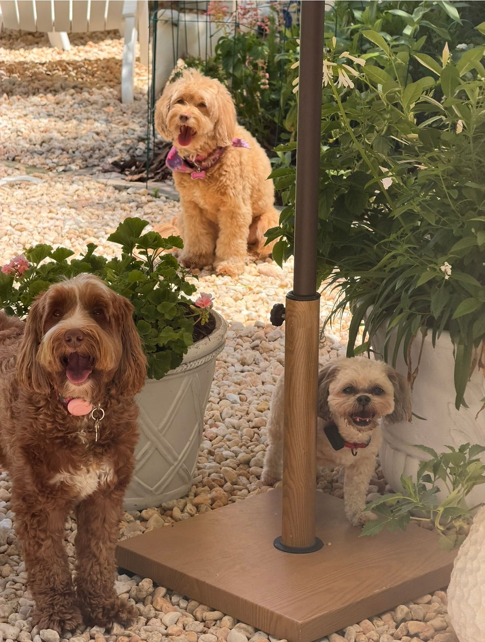 Happy Small Dogs Enjoying Daycare
