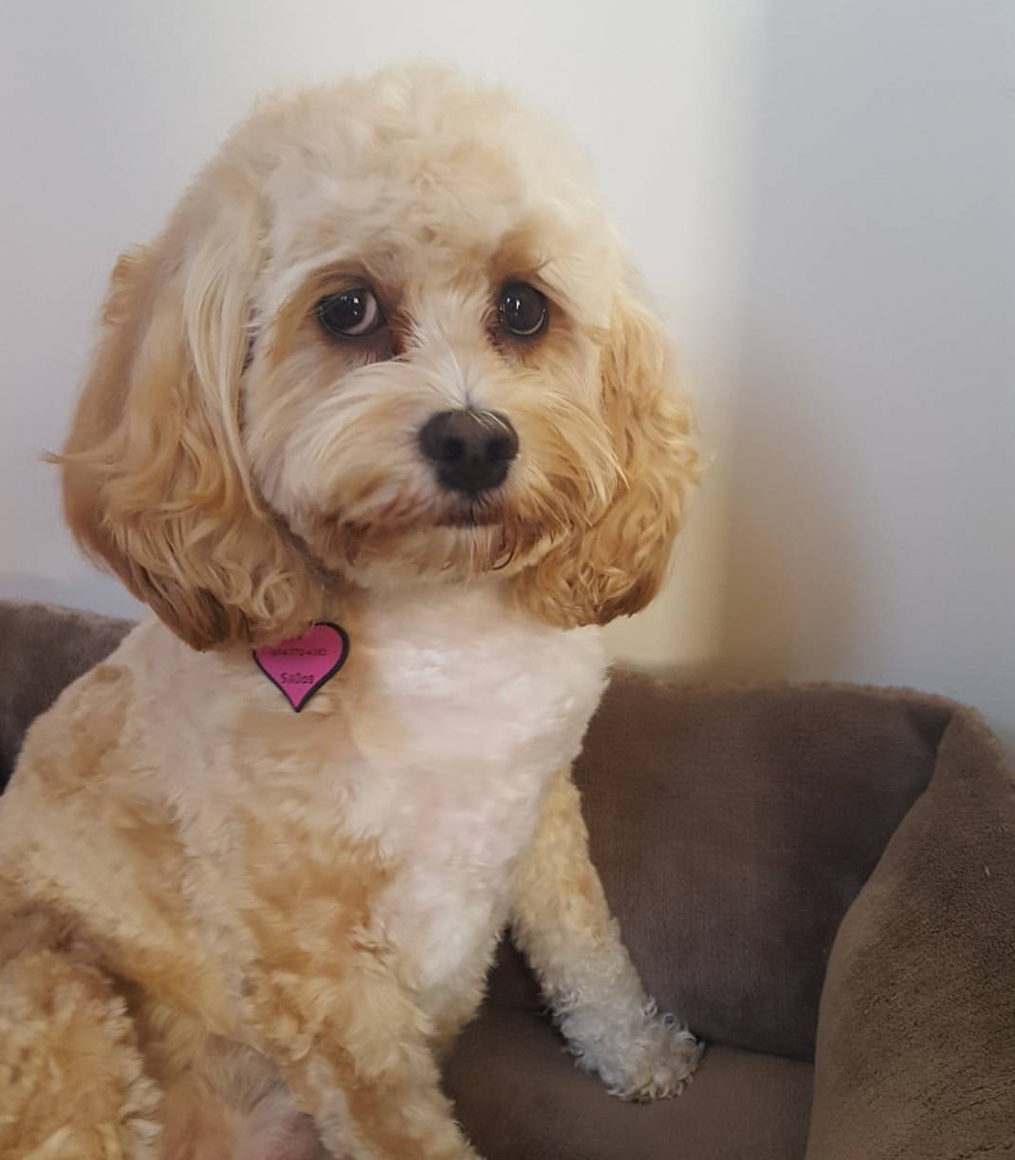 LILA
