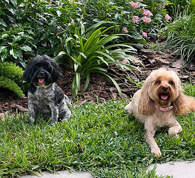These two adorable sisters absolutely love their dog daycare and boarding stays! They're used to being spoiled, so they fit right in with our pampered pet care and loving attention. From playtime and cuddles to plenty of personalized care, these girls enjoy every minute of their luxurious stay!