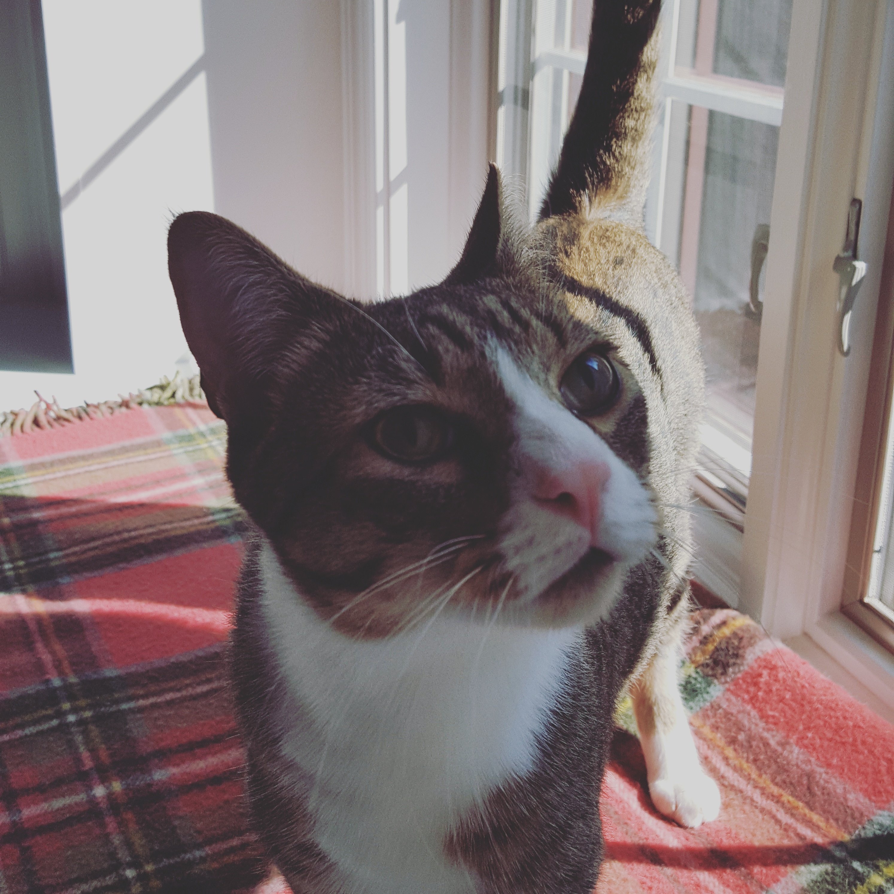 JUDAH