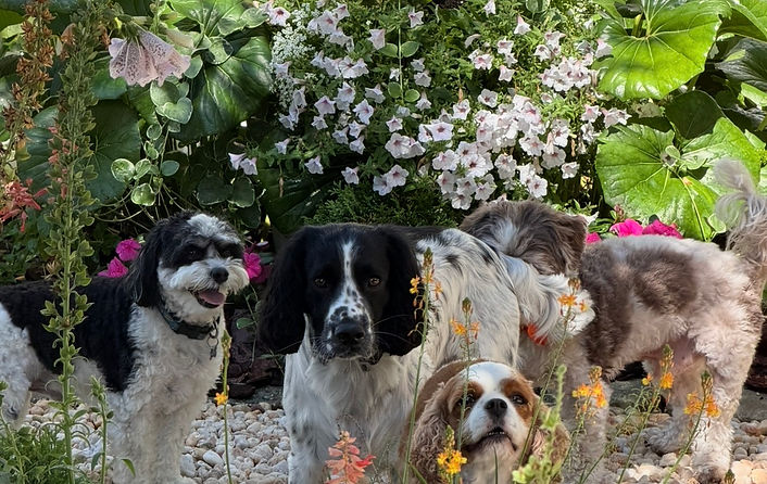 Three dogs happily exploring the beautiful gardens, wandering along garden paths and sniffing flowers during a luxury dog boarding stay near Jacksonville Beaches, Florida