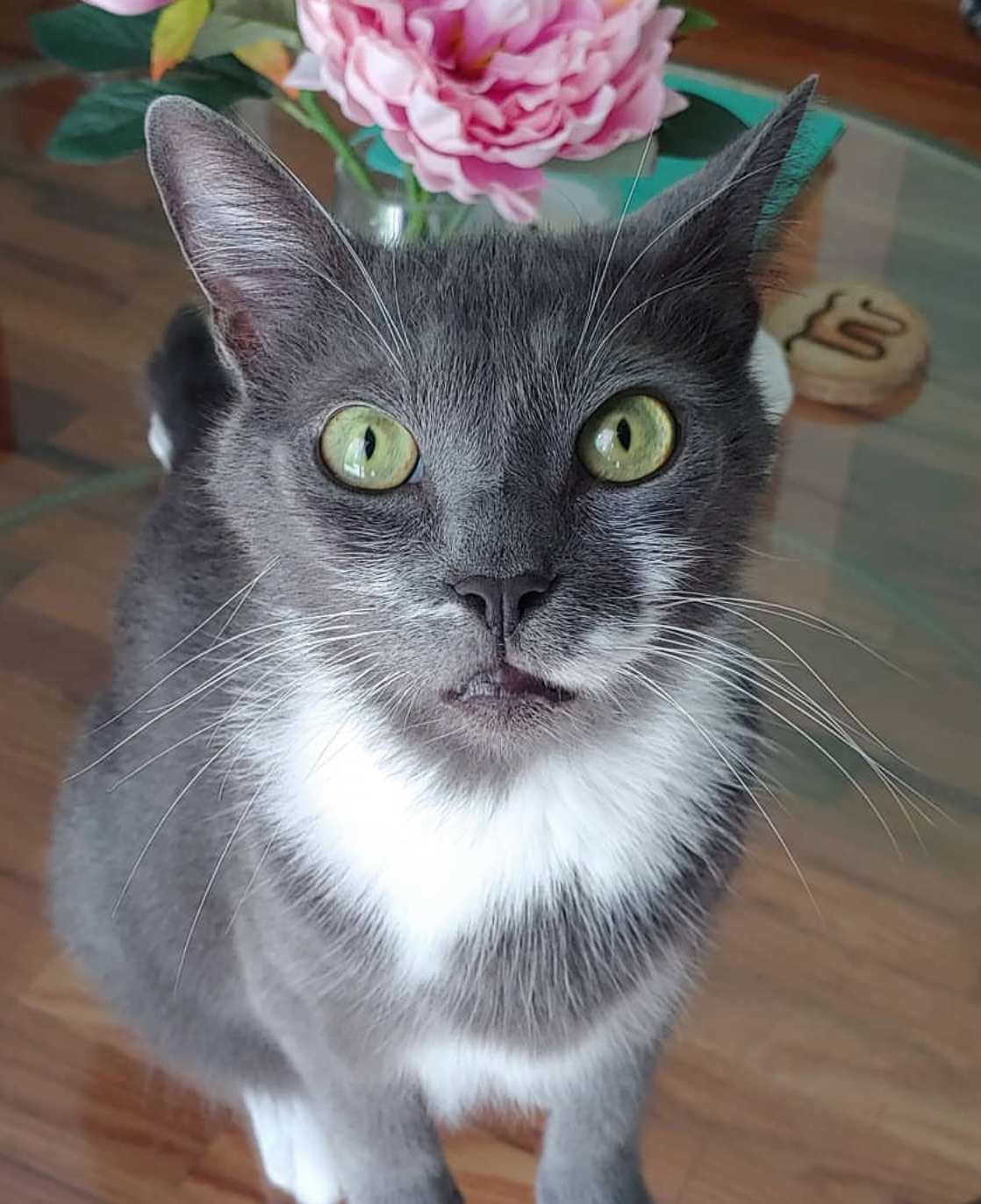 OLIVER
