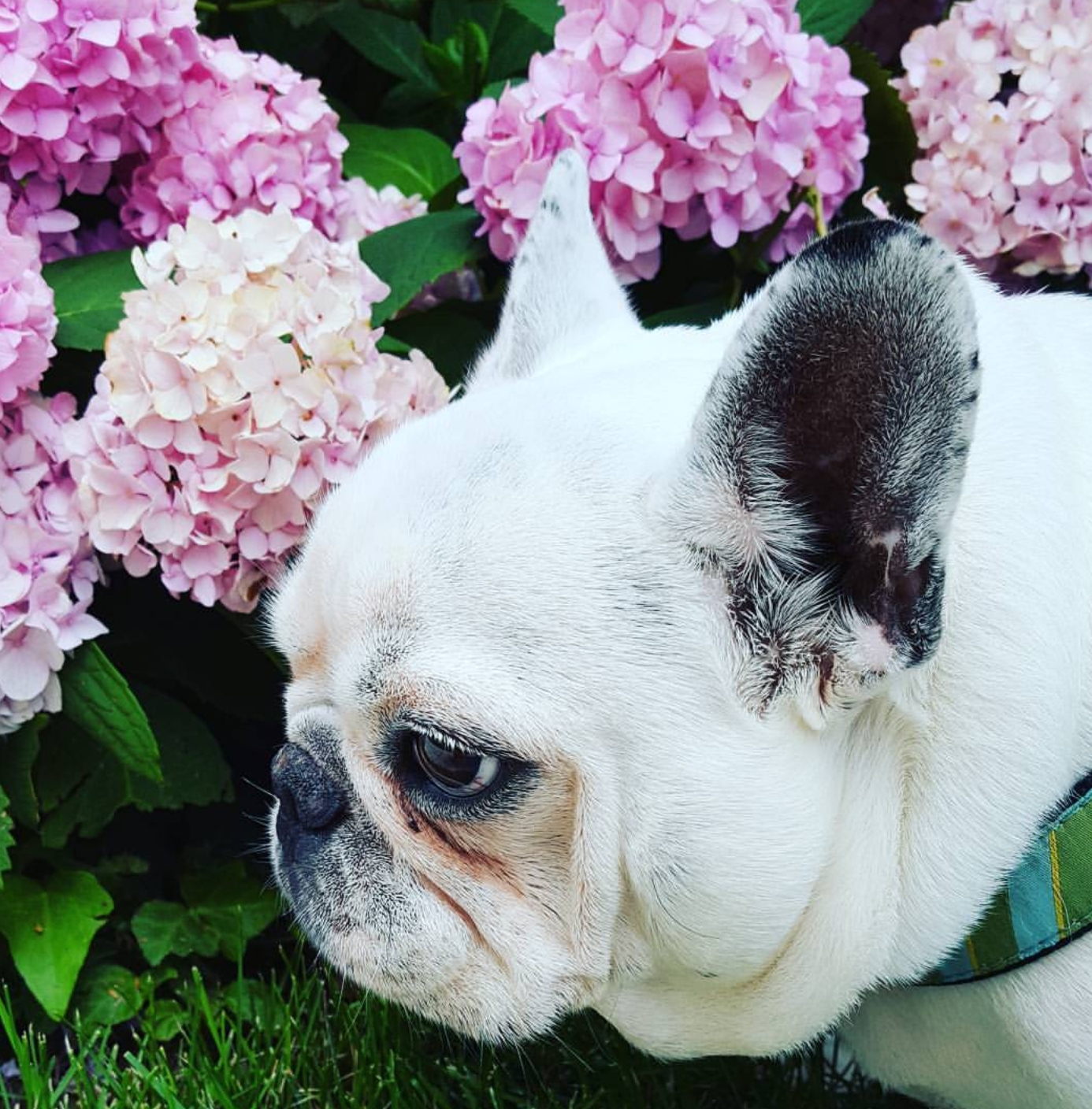HUGO
