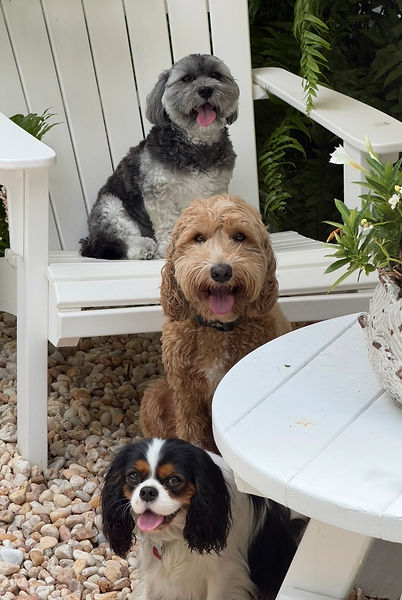 Smudge, Reggie, and Smith relaxing together in the shade after supervised play at our small dog daycare in Murray Hill, Jacksonville, Florid