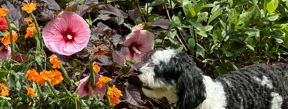 Bo, a small dog, sniffing beautifull flowers while enjoying a luxury dog boarding stay in the gardens of our home-based small dog boarding service in Murray Hill, Jacksonville, Florida