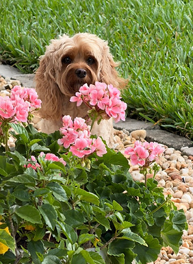 Lucy, a small Cavapoo, happily peeking our from behind a coral geranium while enjoying a personalized luxury dog boarding stay near Jacksonville Beaches, Florida