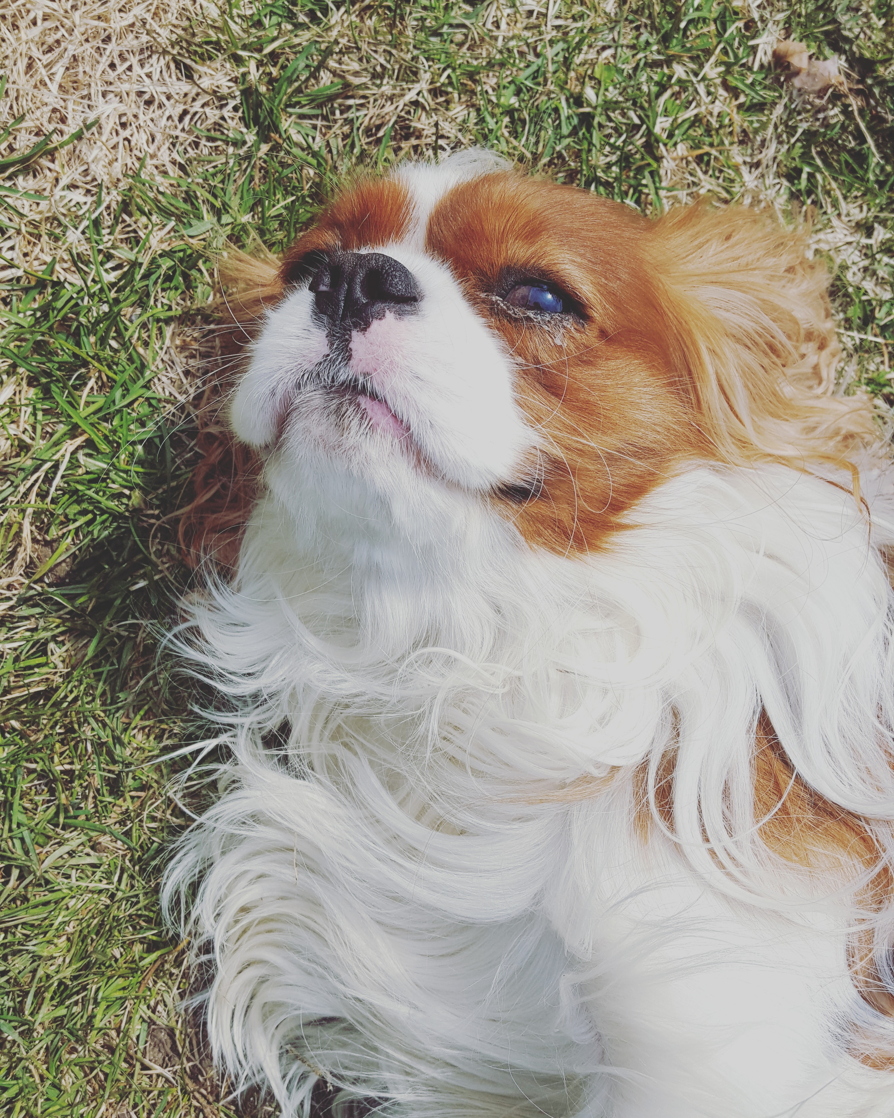BENTLY