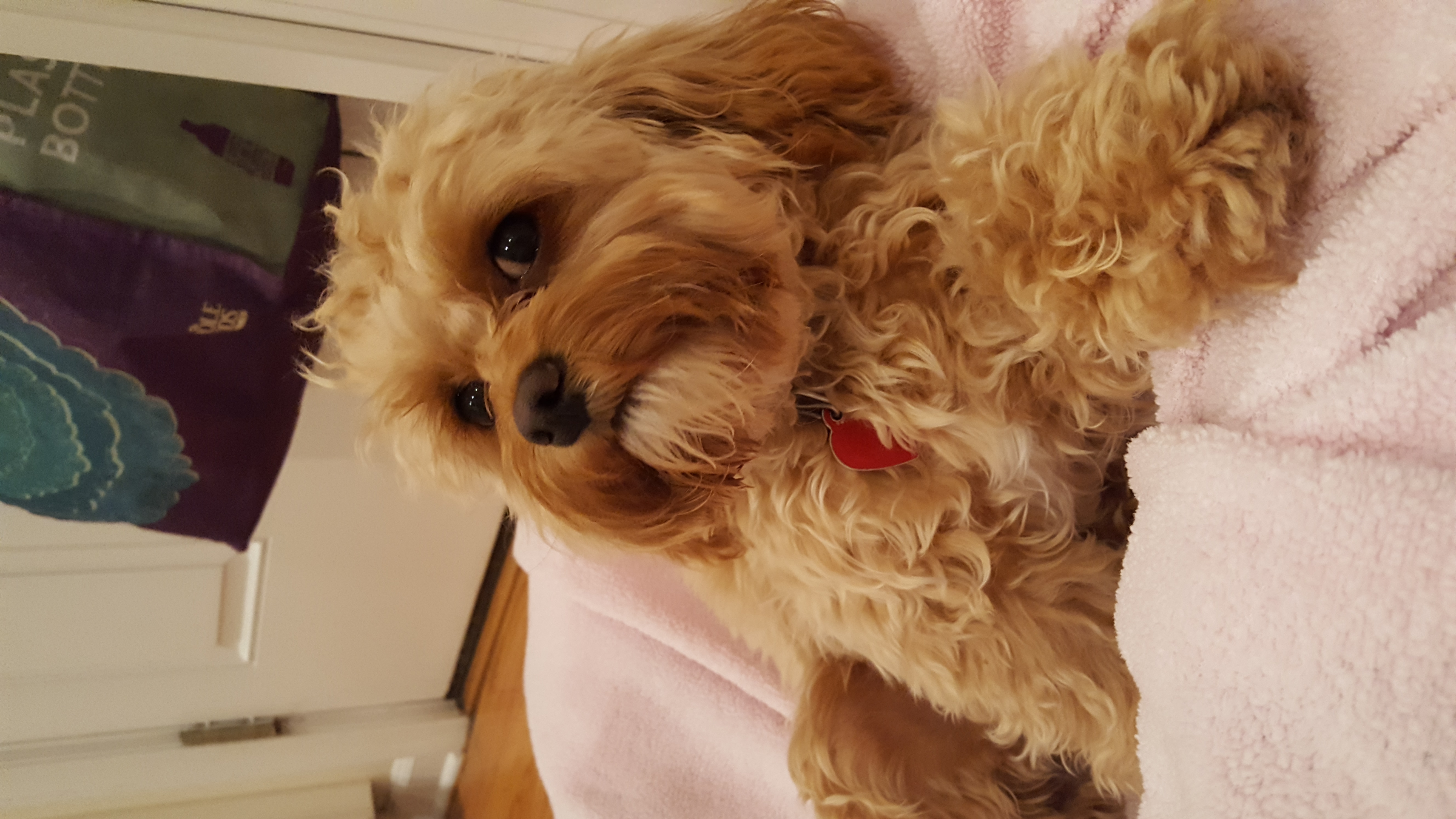 TEDDY