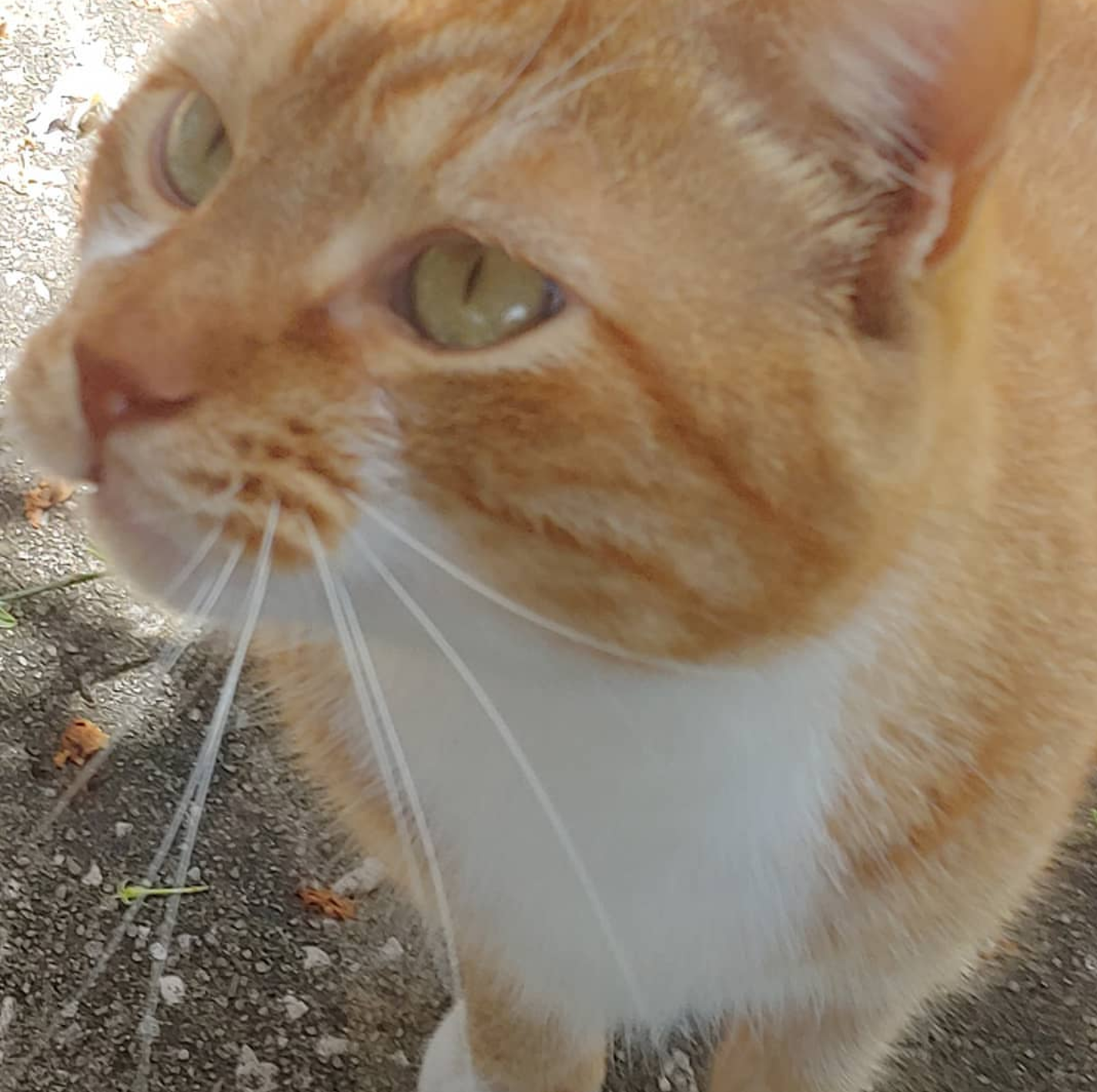 SIMBA