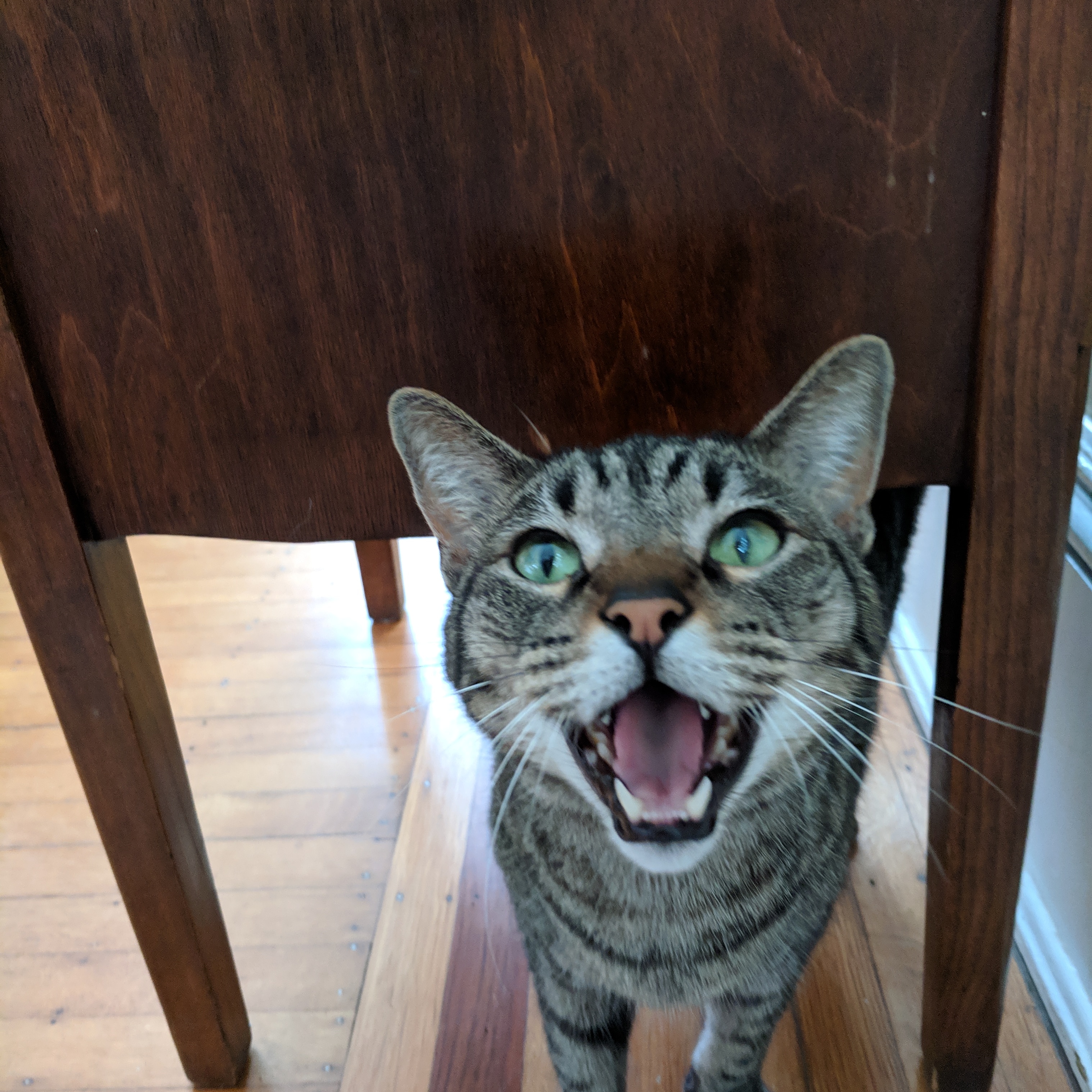 SAMMY