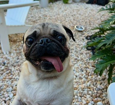That adorable smile says it all! This sweet pug had the best time at daycare, showing off his famous long tongue and soaking up all of the fun, love, and attention.