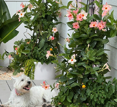 Daisy, a happy small puppy enjoying weekly dog daycare at Greenwich Canine Concierge in Murray Hill, Jacksonville, Florida, where she can safely play, socialize with her dog friends and burn off her puppy energy