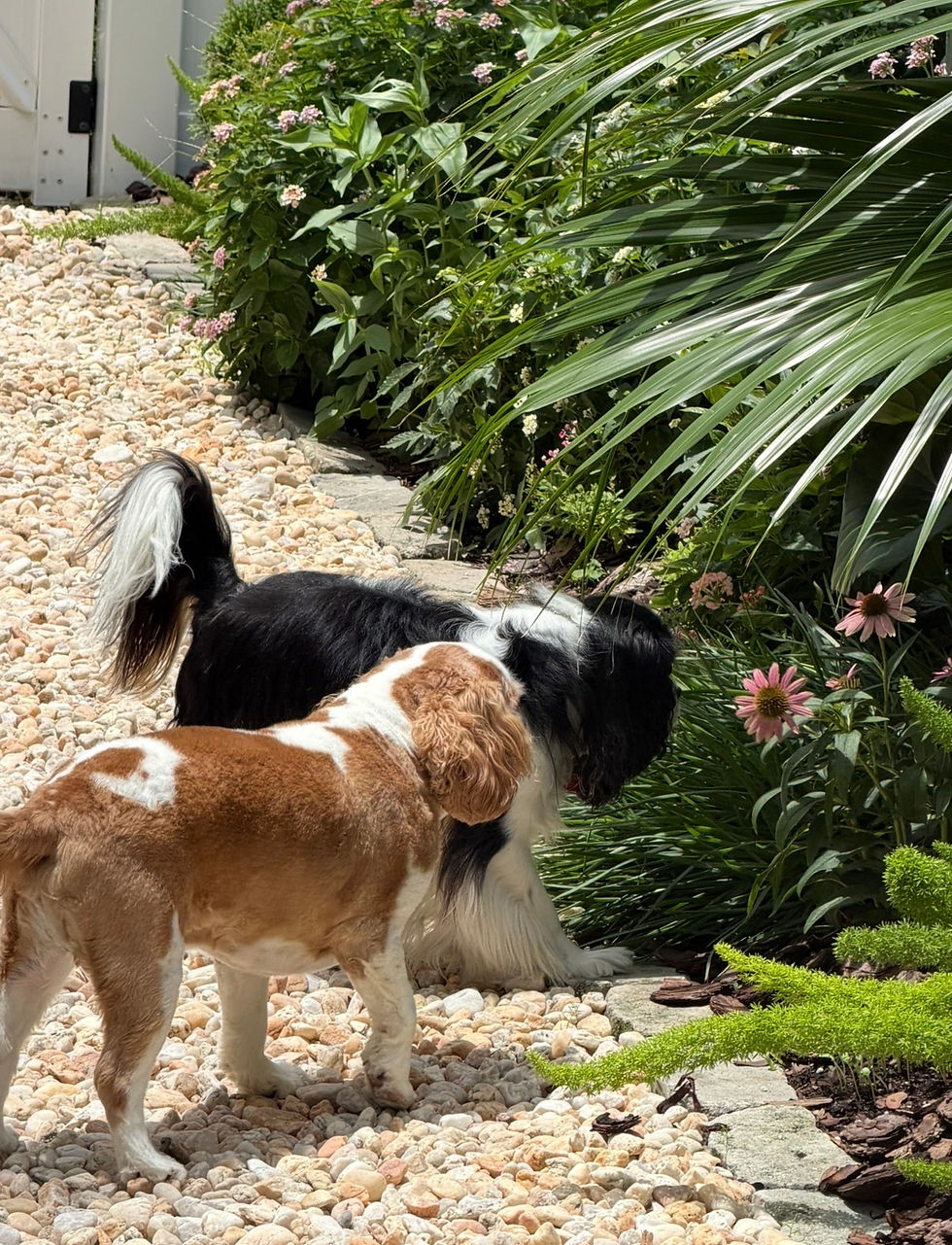 Cavalier King Charles Spaniels Exploring the Gardens
